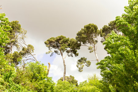 landscape of pine tree tops on cloudy sky