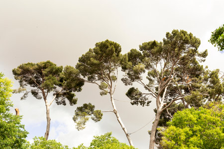 landscape of pine tree tops on cloudy sky