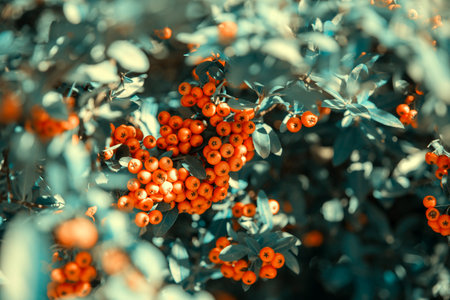 nature landscape with green leaves an small orange fruitsの写真素材