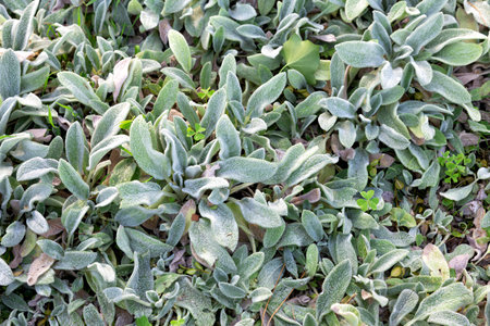 floral background with leaves of Stachys Byzantina plnatsの写真素材