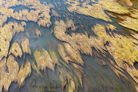 green background with plants floating on the river surfaceの写真素材