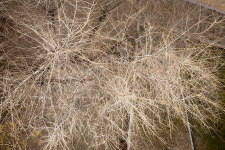 top view of dry branches of a tree in winterの写真素材