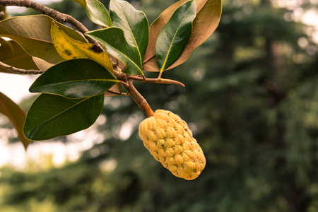 close up of yellow fruit of magnolia tree in a gardenの写真素材