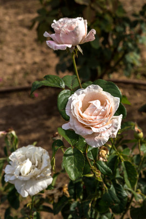 close up of beautiful white roses flower in rose bush on gardenの写真素材