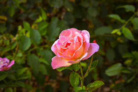 close up of beautiful pink rose flower in gardenの写真素材