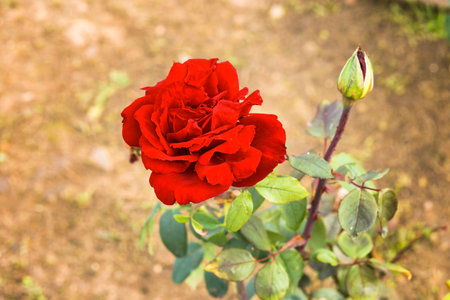 close up of beautiful red rose flower in gardenの写真素材