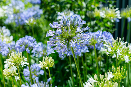 Agapanthus africanus flower in summerの写真素材