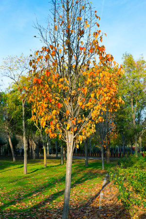 park covered with grass and leaves with different colored trees on blue skyの写真素材