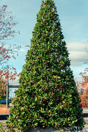 close up of green holly tree in winter.の写真素材