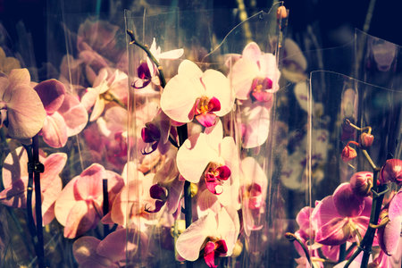 flowers to give, offers for Valentines dayの写真素材