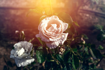 top view of white rose bush on green leavesの写真素材