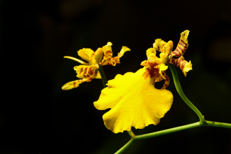 orchidの写真素材