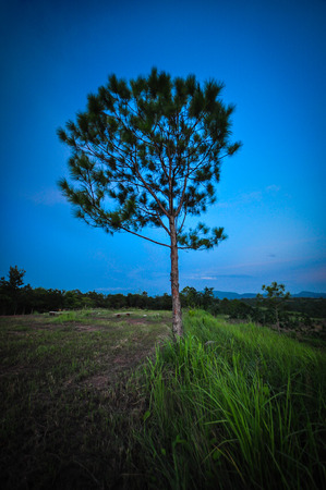 Phu Rua National Parkの写真素材