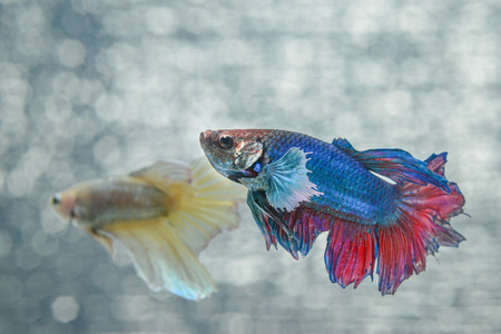 Siamese fighting fishの写真素材