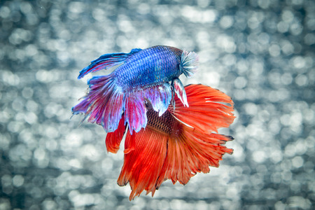 FIGHT FISH