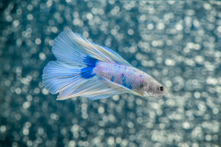 Siamese fighting fishの写真素材