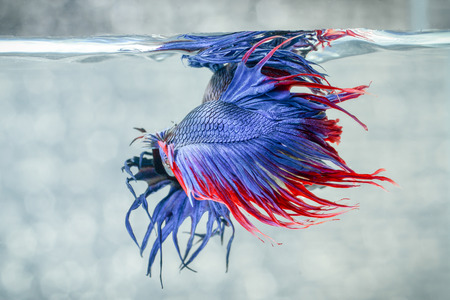 Siamese fighting fish