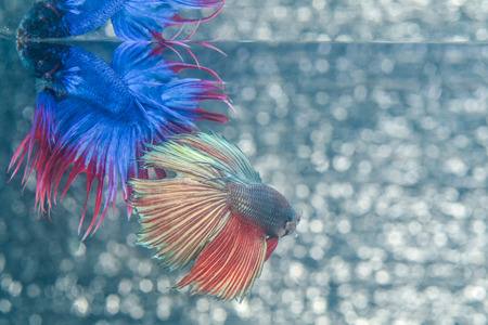 FIGHT FISH