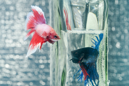 FIGHT FISHの写真素材