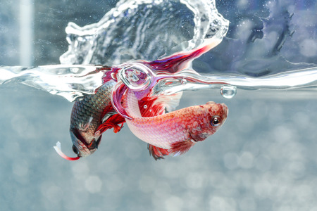 FIGHT FISHの写真素材