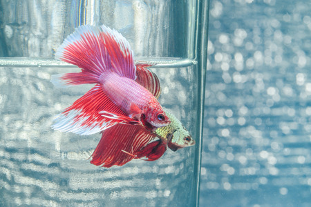 FIGHT FISHの写真素材