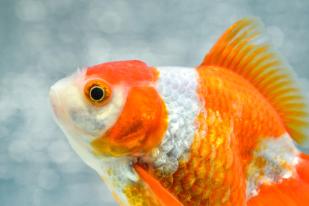 gold fishの写真素材
