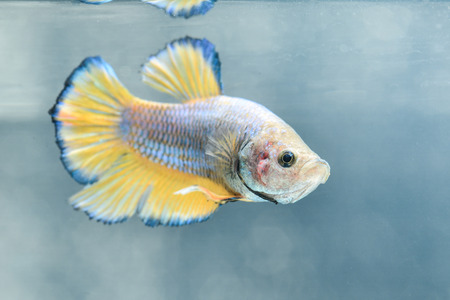 FIGHT FISH