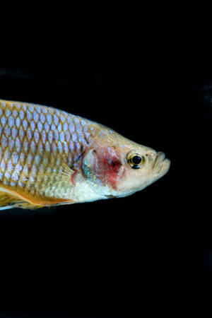 FIGHT FISHの写真素材