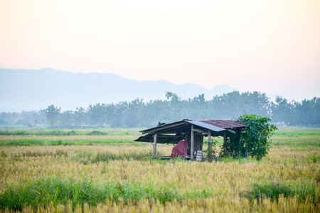 Morning View Fieldsの写真素材