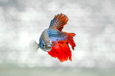 fight fish