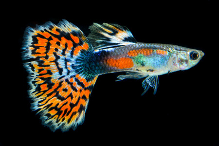 guppy fishの写真素材