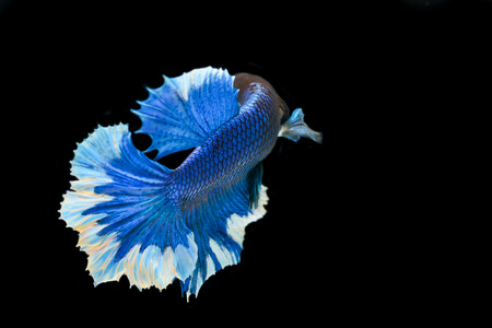 Betta Fish
