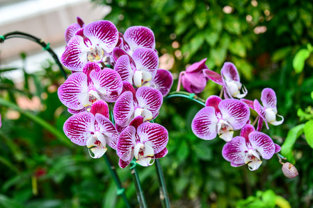 beautiful orchidsの写真素材