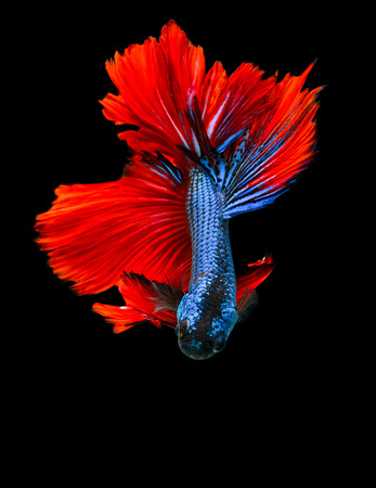 fight fishの写真素材
