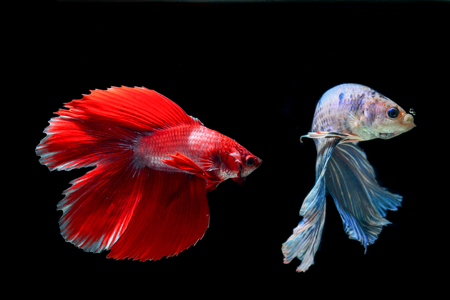 Siamese fighting fishの写真素材