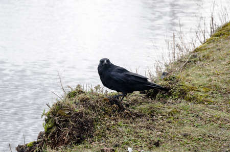 Blackbird sitting on grass by the canalの写真素材