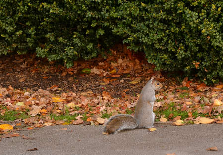 Squirrel in the Parkの写真素材