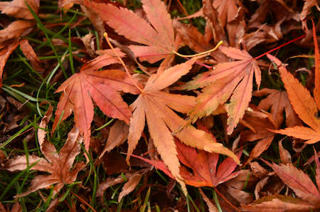 Autumn Leavesの写真素材