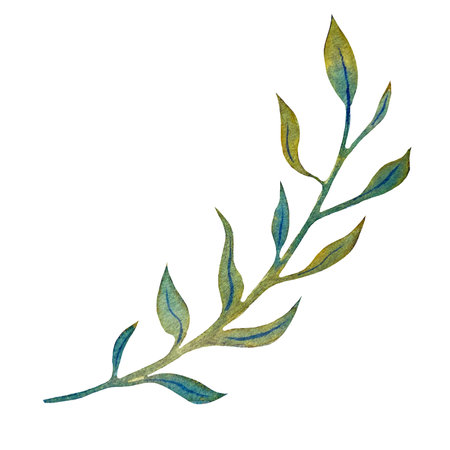Watercolor illustration of a green branch, hand-drawn, watercolor texture of paper. In high resolution. Suitable for printing on any surface.の写真素材