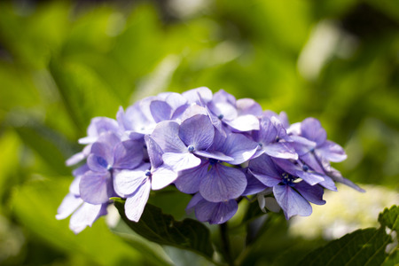 Hydrangeaの写真素材