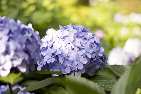 Hydrangea