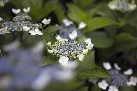 Hydrangea