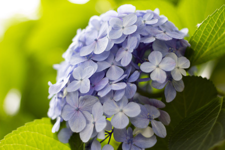 Hydrangea