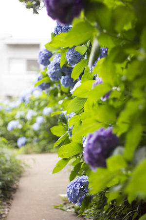 Hydrangeaの写真素材