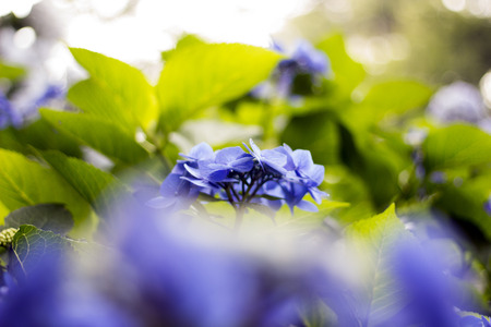 Hydrangeaの写真素材
