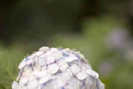Hydrangeaの写真素材
