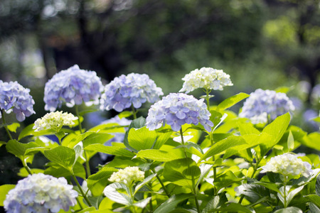 Hydrangea