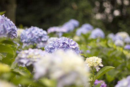 Hydrangeaの写真素材
