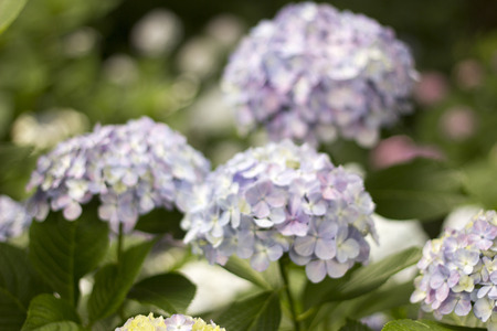 Hydrangea