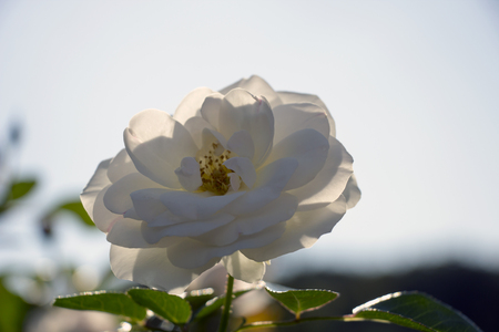 Rosの写真素材